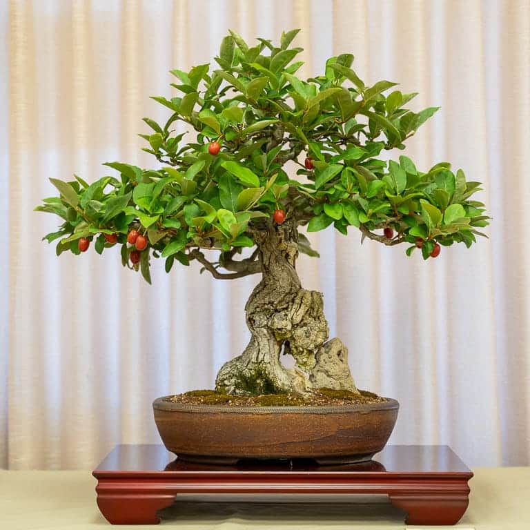 Bonsai on display at Sei Boku Bonsai Kai's 36th annual exhibit Bonsai