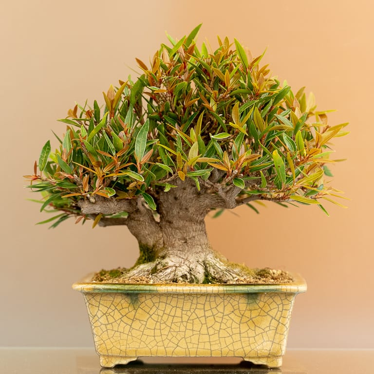 Highlights from the Bay Area Suiseki and Shohin Show Bonsai Tonight