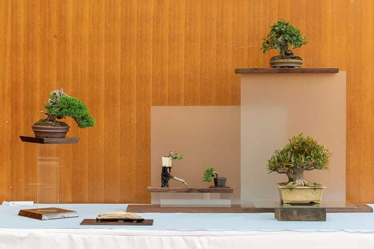 Bonsai displays at the Bay Area Suiseki and Shohin Show Bonsai Tonight