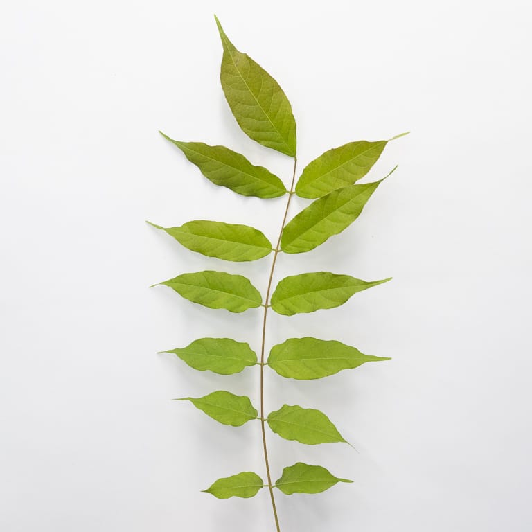Cutback and leaf pruning on Chinese Wisteria Bonsai Tonight