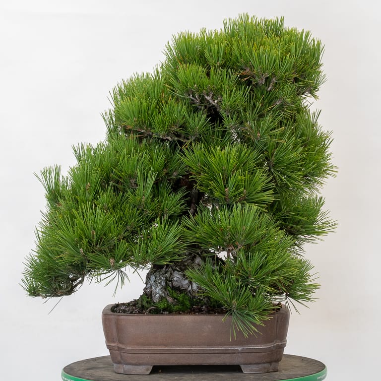 Cutback on an old corkbark black pine Bonsai Tonight
