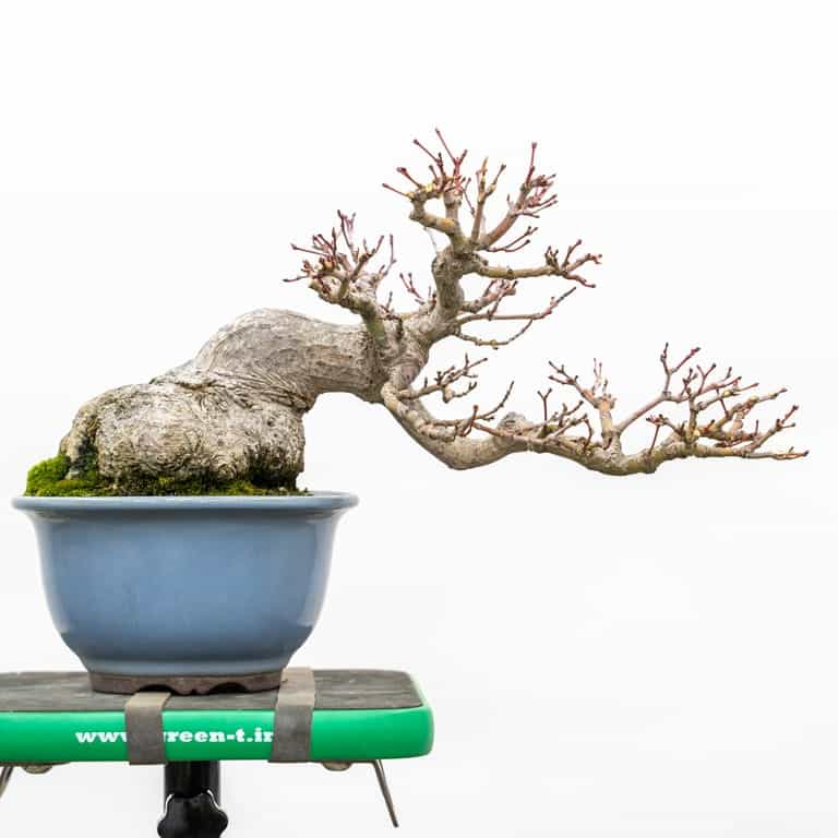 Thinning Shohin Japanese Maple Bonsai Tonight