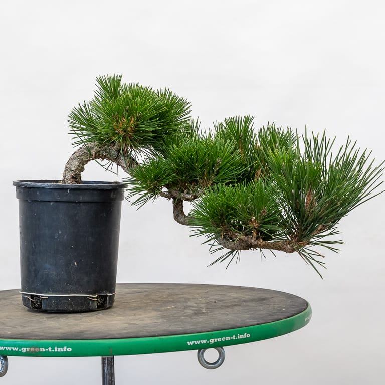 Cutting back and wiring a young cascade pine Bonsai Tonight