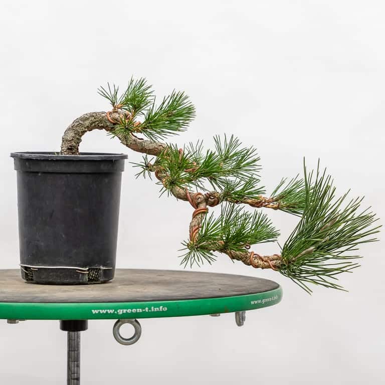 Cutting back and wiring a young cascade pine Bonsai Tonight