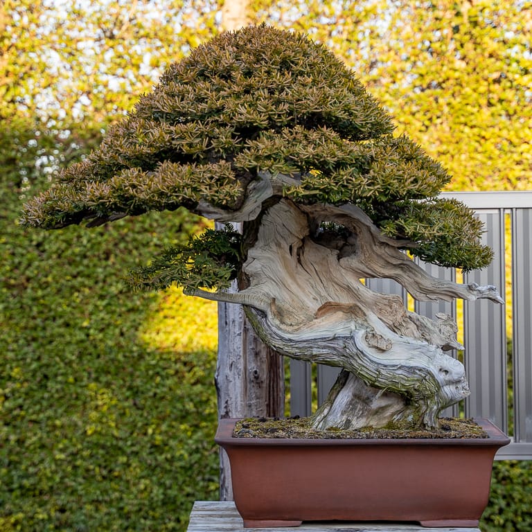 A visit to Kimura's bonsai garden Bonsai Tonight