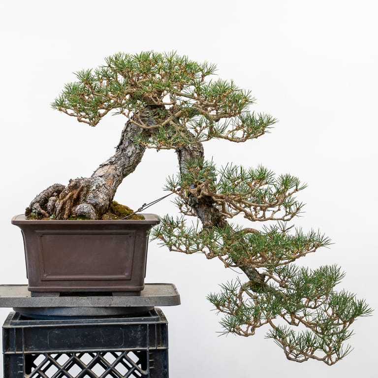 Decandling a cascade black pine in two stages Bonsai Tonight
