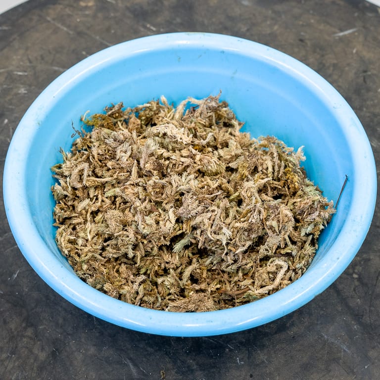 Applying a moss top dressing to satsuki azalea bonsai LaptrinhX / News