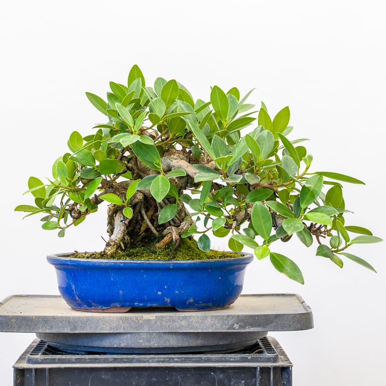 Pruning and repotting an exposed root ficus Bonsai Tonight