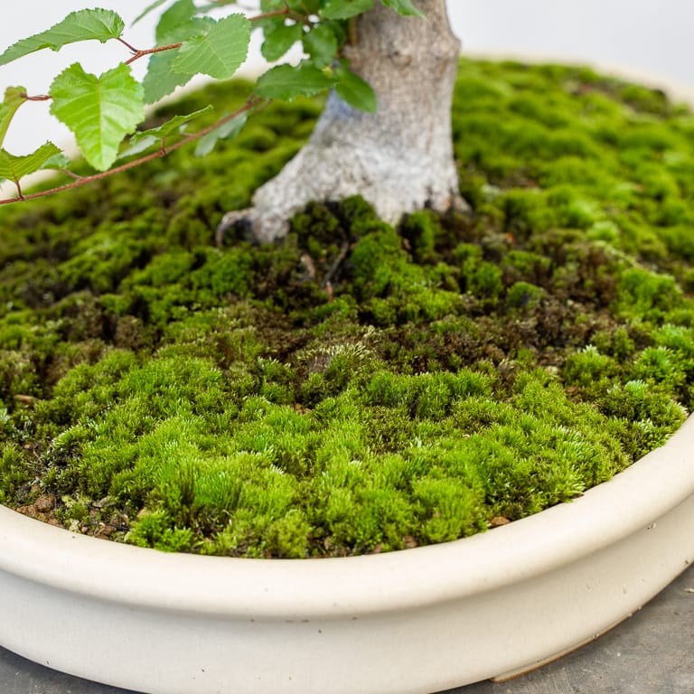 Watering deciduous bonsai part 2 Bonsai Tonight