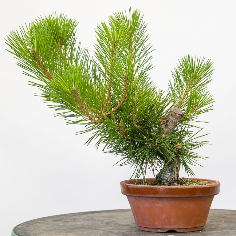 Decandling a minisize black pine Bonsai Tonight