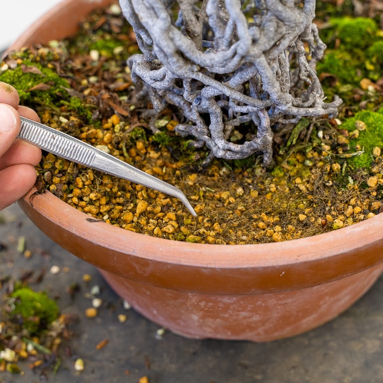 Applying a moss top dressing to satsuki azalea bonsai LaptrinhX / News