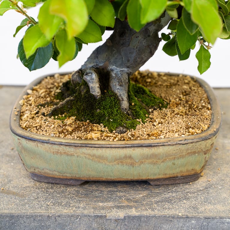 Watering deciduous bonsai part 2 Bonsai Tonight