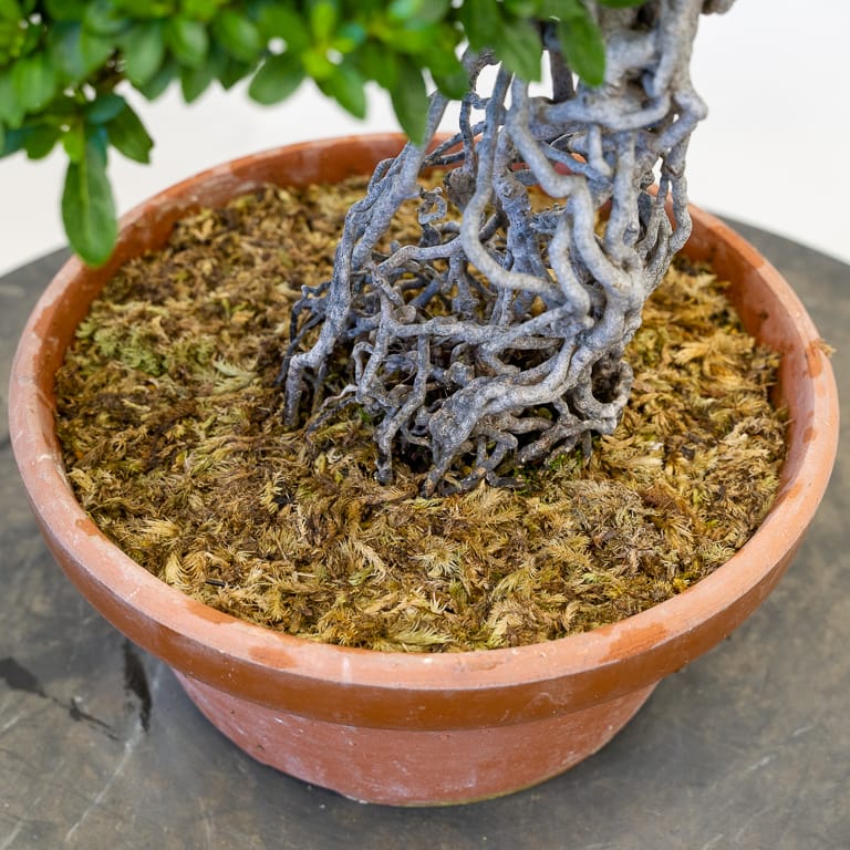 Applying a moss top dressing to satsuki azalea bonsai LaptrinhX / News