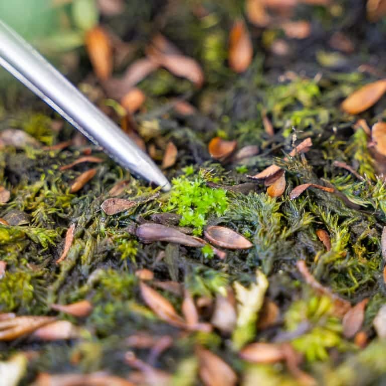 Applying a moss top dressing to satsuki azalea bonsai LaptrinhX / News