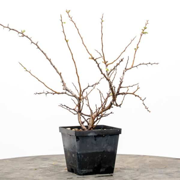 Summer repotting dwarf flowering quince Bonsai Tonight