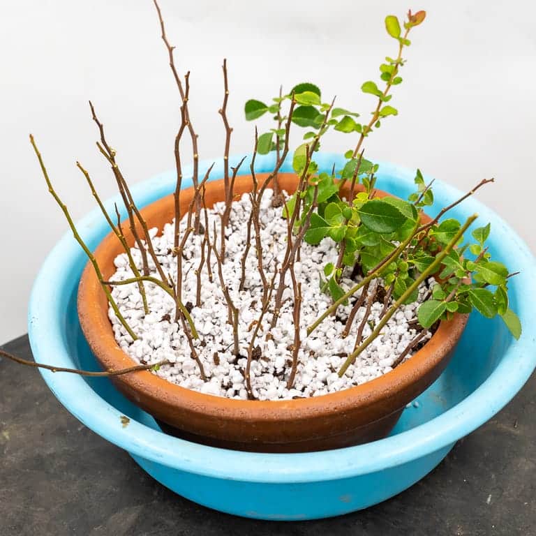 Cutback on a white chojubai quince Bonsai Tonight