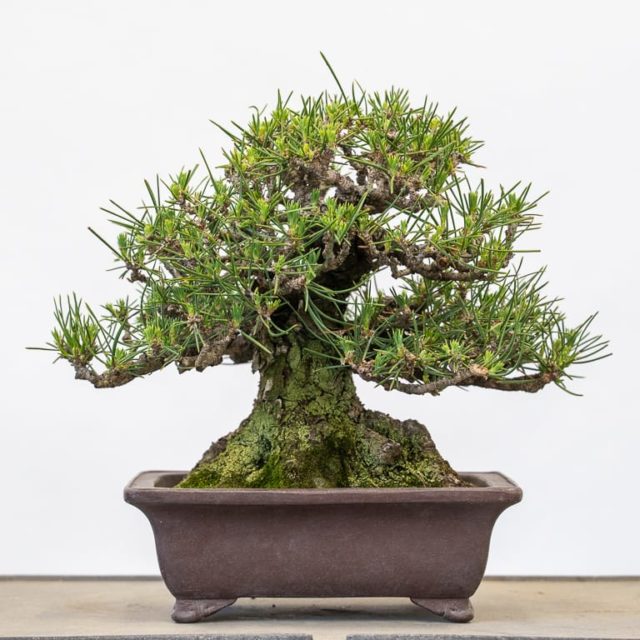How to grow bonsai from seed or cutting Bonsai Tonight