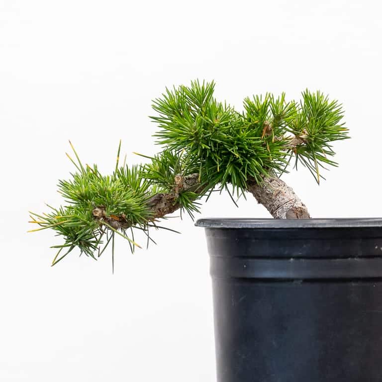 Bonsai Development Series 22 cutbackdecandling techniques for young