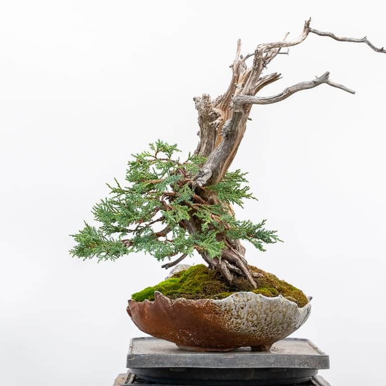 Rocky Mountain Juniper First Wiring Bonsai Tonight