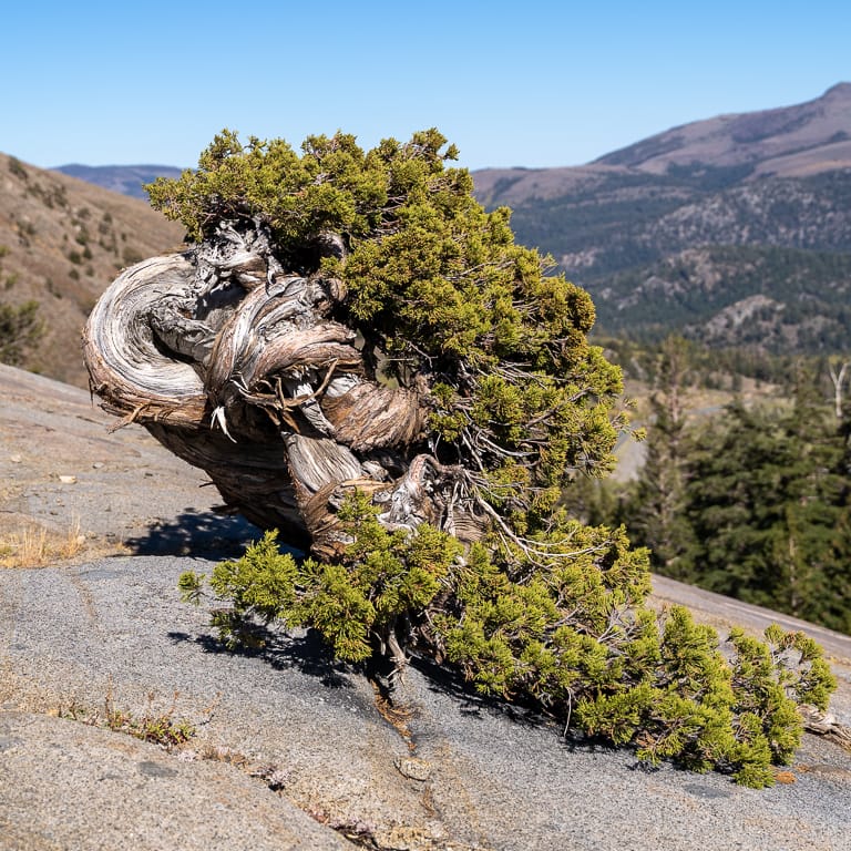 Visiting ancient Sierra junipers Bonsai Tonight