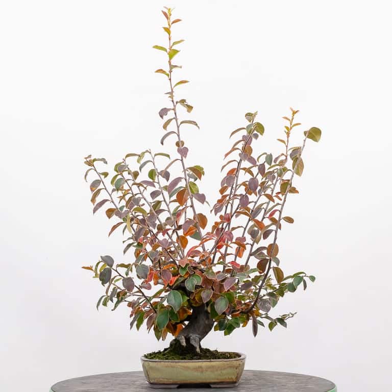 Big branches and little branches on Chinese quince Bonsai Tonight