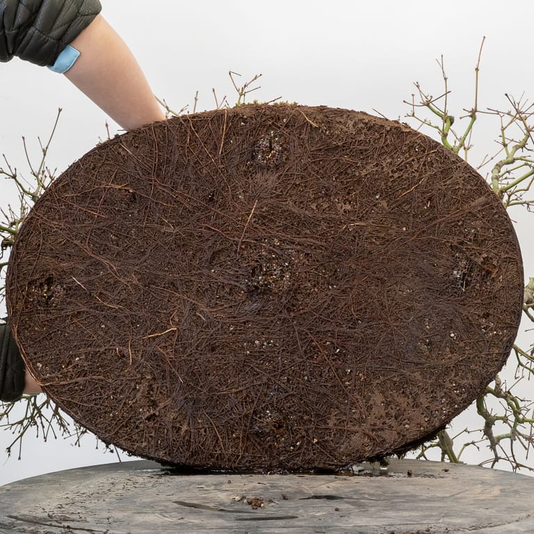 Repotting a Japanese maple forest planting Bonsai Tonight