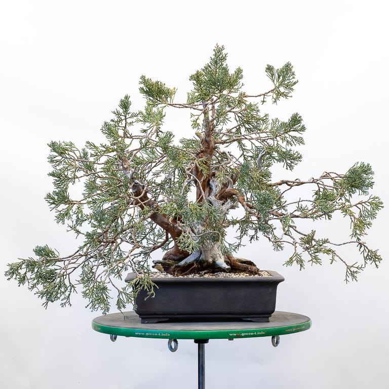 Repotting a Sierra juniper with a compacted root ball Bonsai Tonight