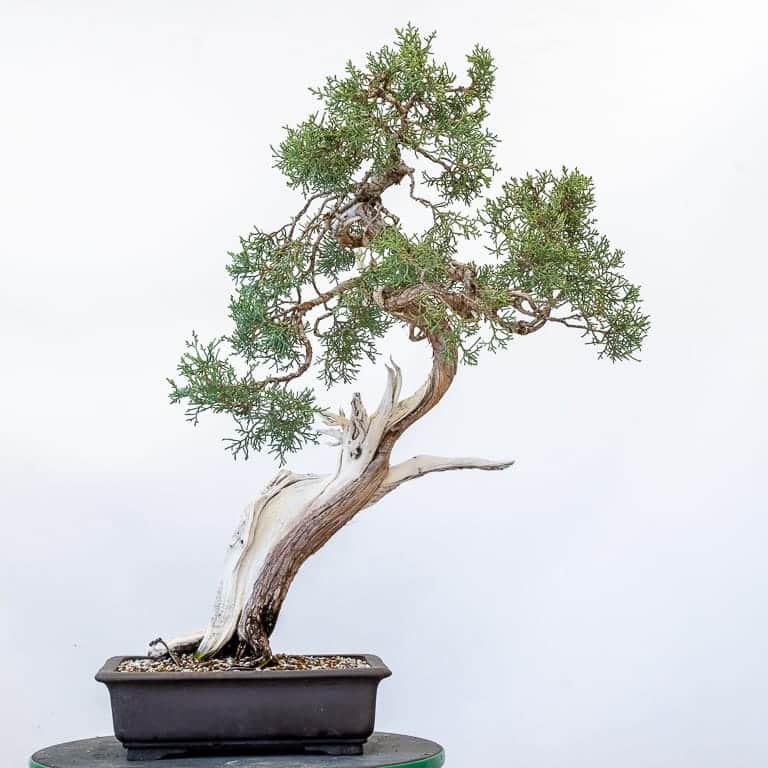 Sales Trees Bonsai Tonight