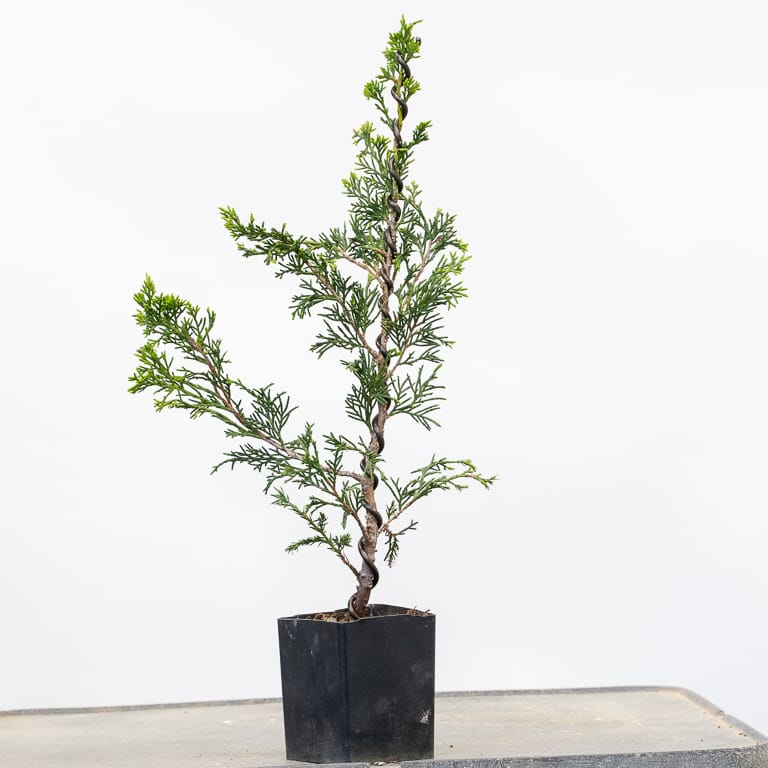 Bonsai Development Series 24 Twisting young junipers Bonsai Tonight