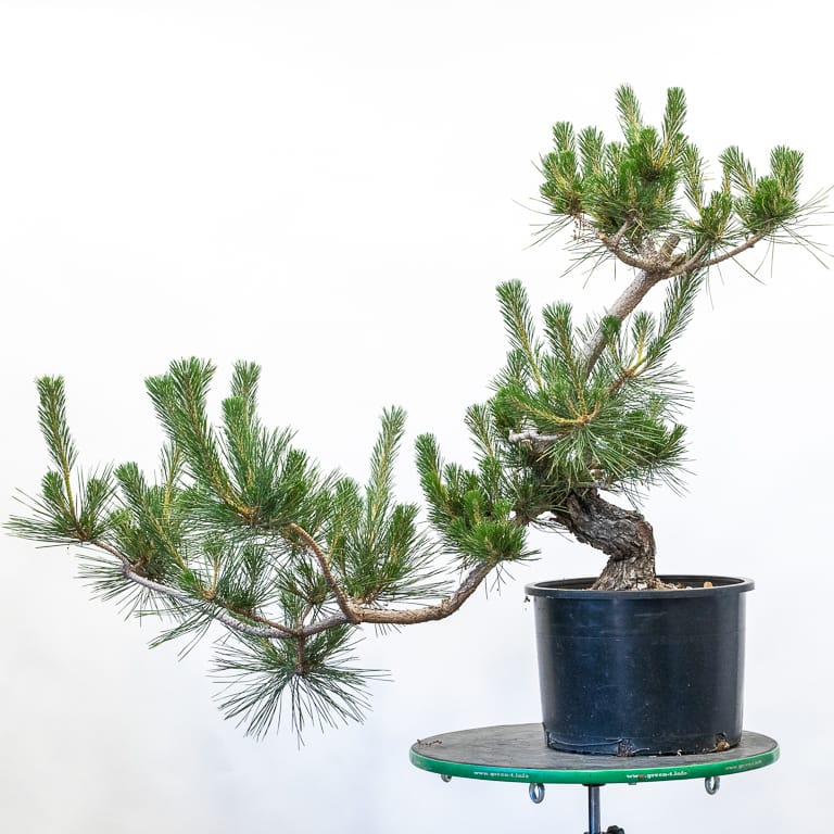 Decandling fieldgrown pines Bonsai Tonight