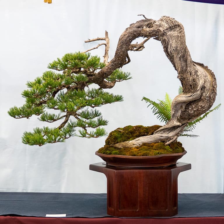 Is inverse taper a dealbreaker for you? Page 2 Bonsai Nut