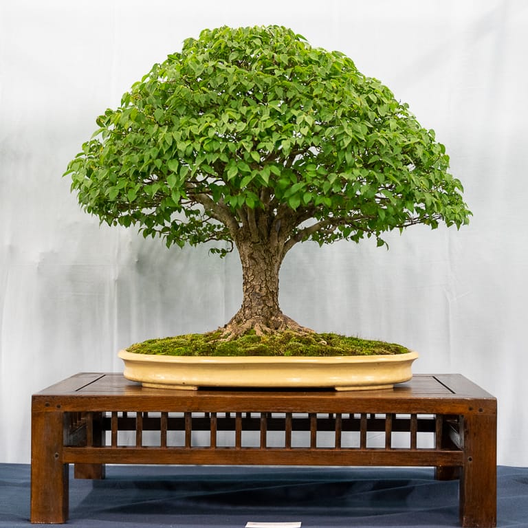 U.S. National Bonsai Exhibition Critique Bonsai Tonight