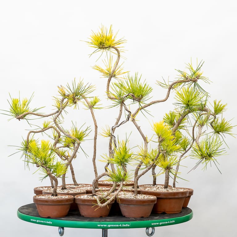Why is my pine yellow? A black pine troubleshooting guide Bonsai Tonight
