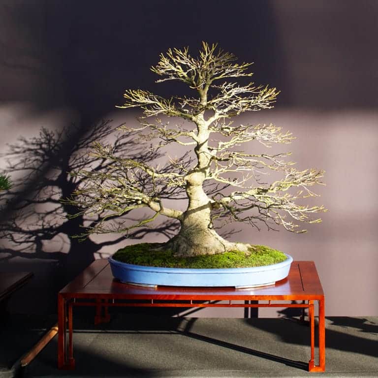 2024 Pacific Bonsai Expo updates Bonsai Tonight