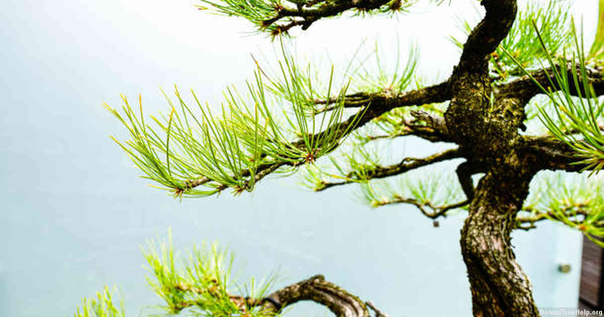 Why do bonsais need special soil? Bonsai Tree Help