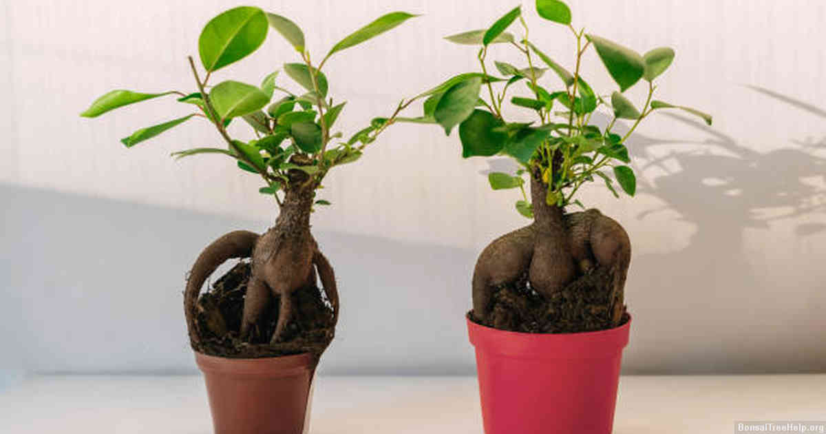 Does a bonsai tree need sunlight? Bonsai Tree Help