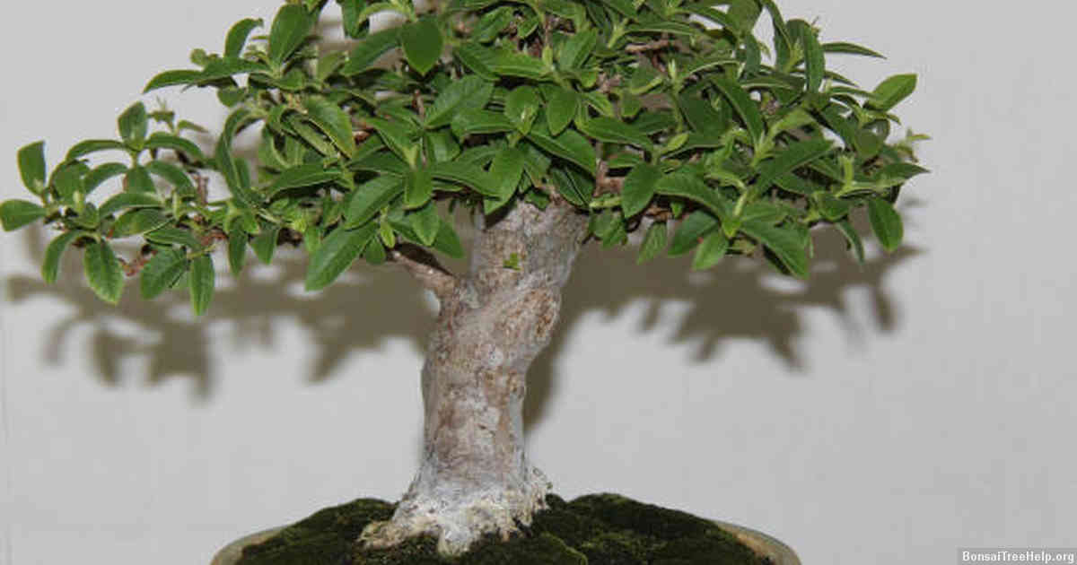 Are Jacaranda mimosifolia Bonsai Trees poisonous to cats? Bonsai Tree