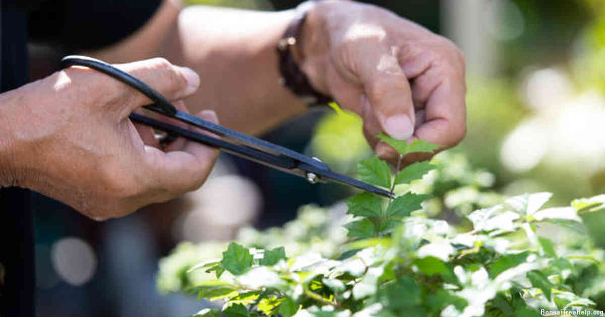 Are Jacaranda mimosifolia Bonsai Trees poisonous to cats? Bonsai Tree