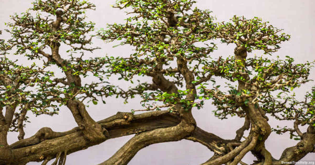 What Minecraft mod has bonsai trees? Bonsai Tree Help