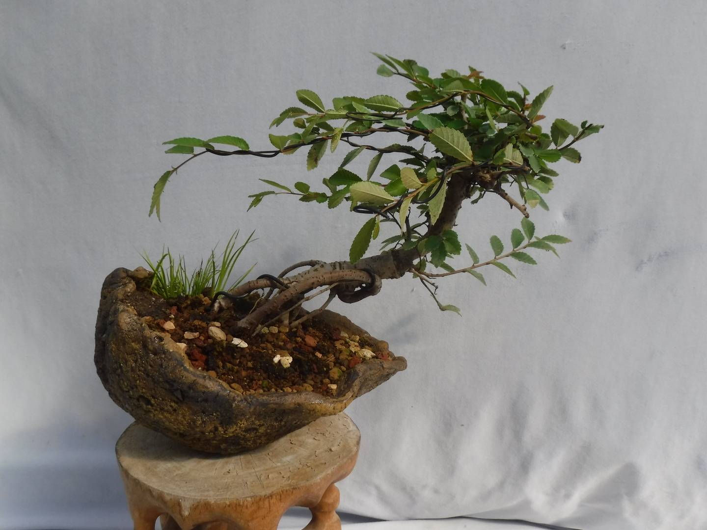 DaSu Bonsai Studios Windswept Chinese Elm in Eggshell