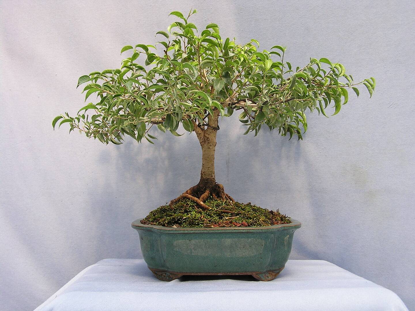 Bonsai Ficus On The Rock