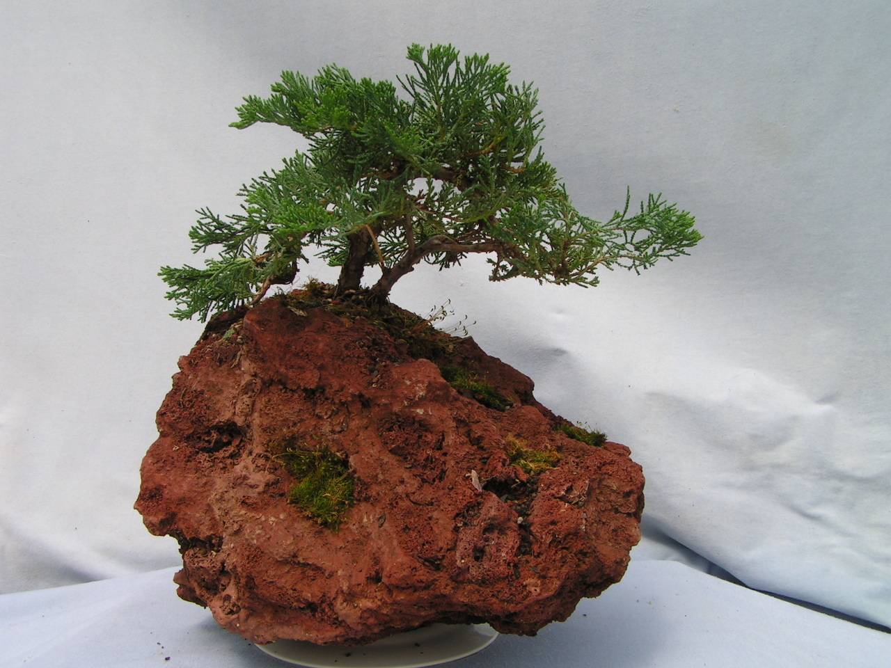 DaSu Bonsai Studios Blue Rug Juniper Rockscape