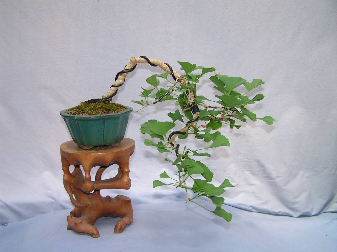 DaSu Bonsai Studios Cascade Ginkgo BB