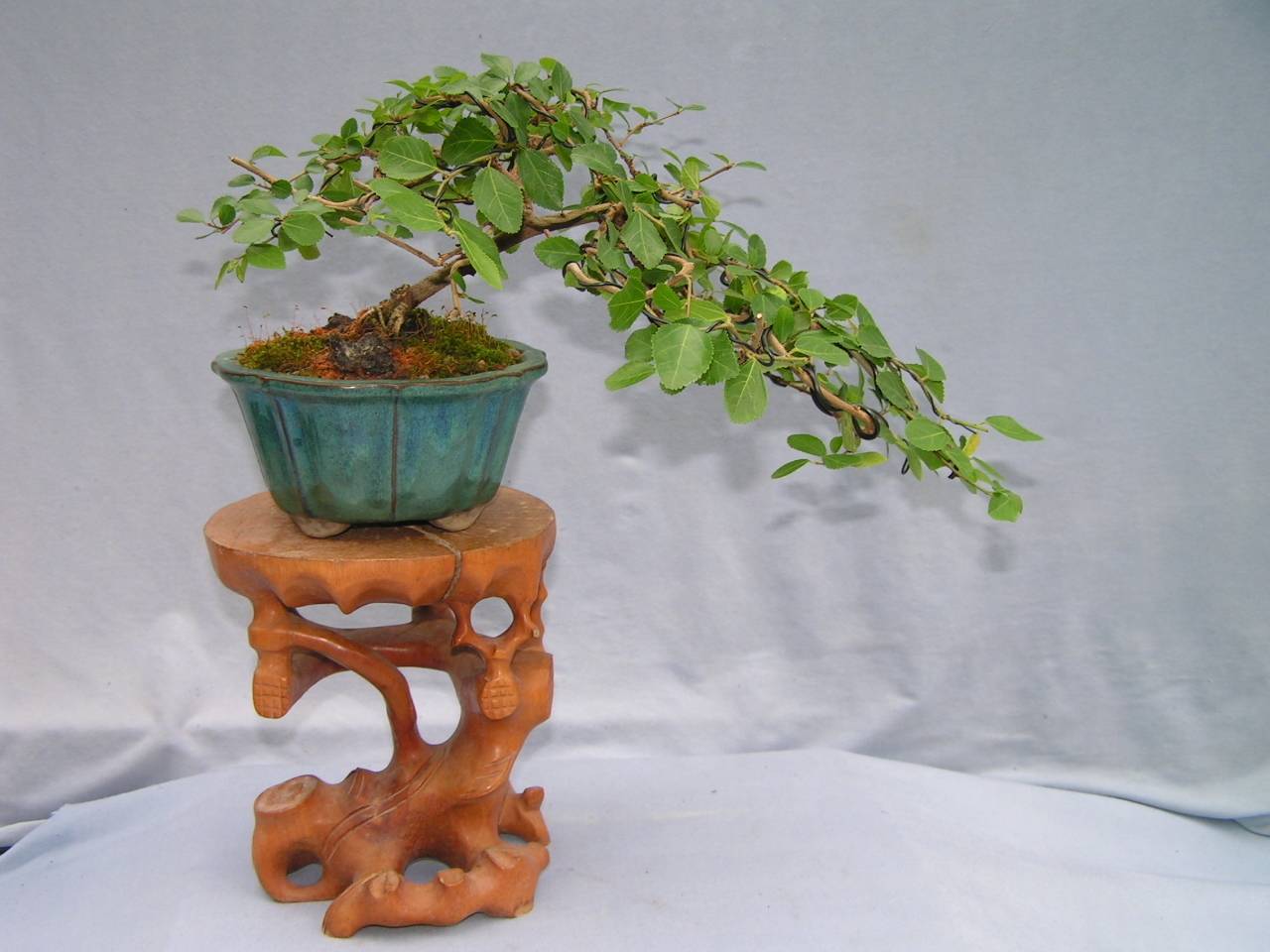 DaSu Bonsai Studios Grewia Classic Semi Cascade