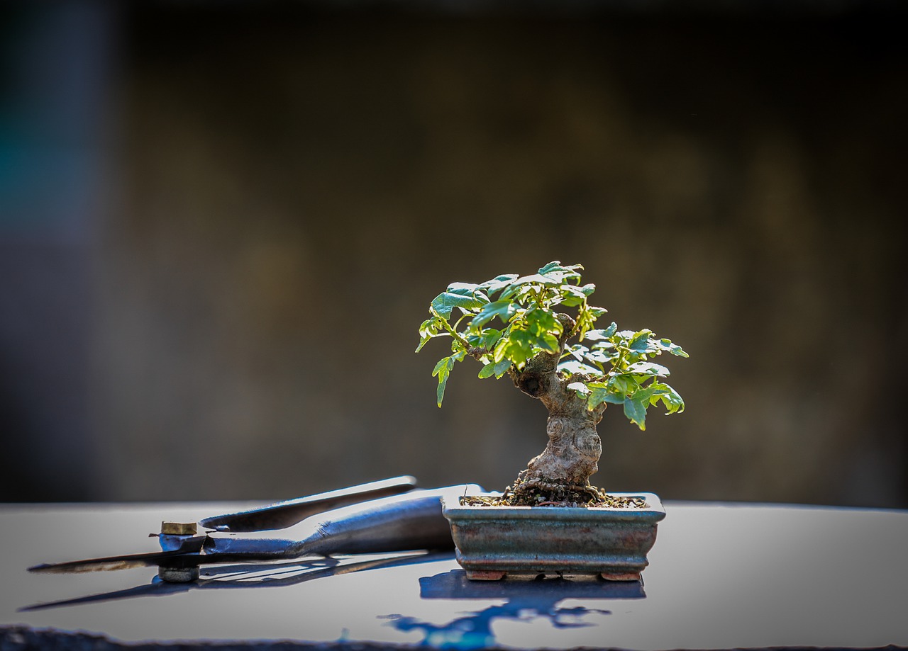 How to Properly Prune Your Bonsai Tree Bonsai Tree Source
