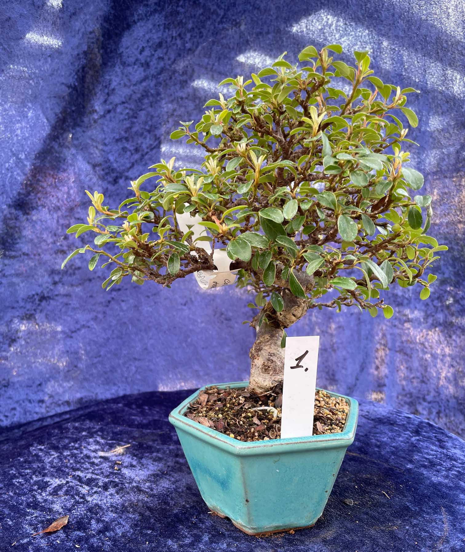 Bonsai Cotoneaster Horisontalis NEW