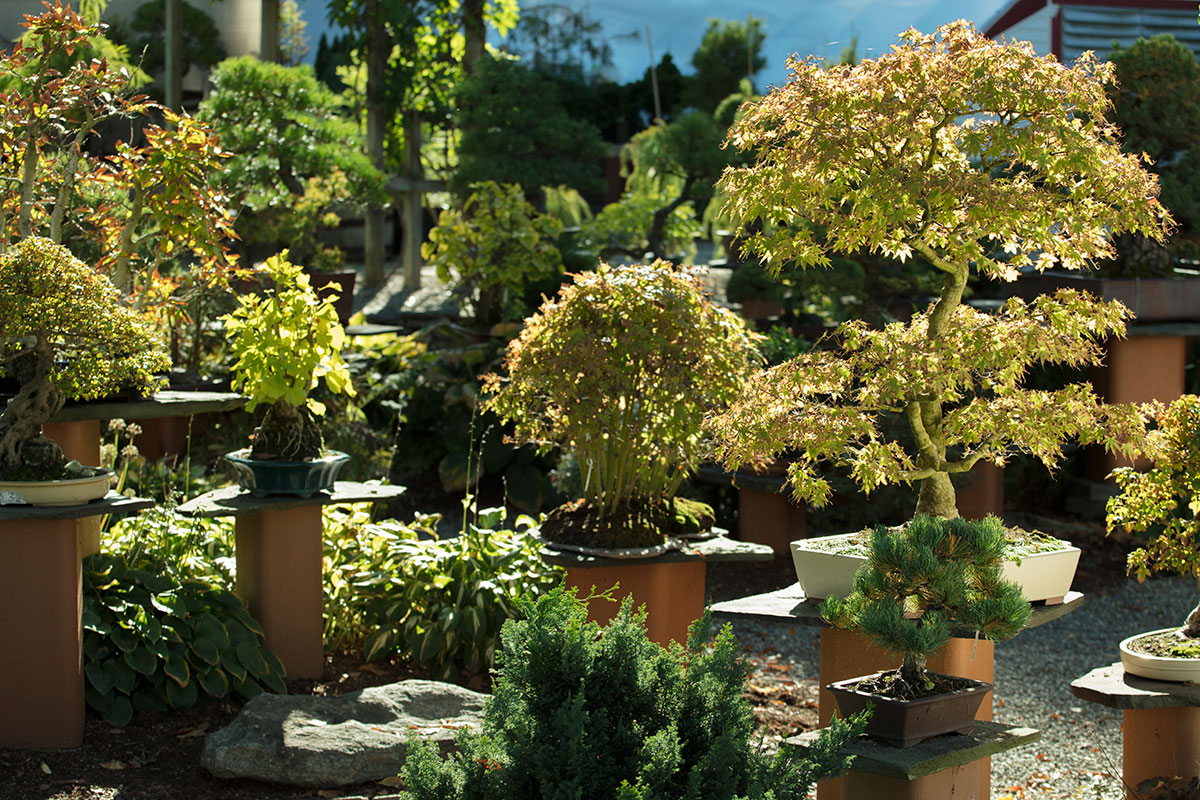 Bonsai West New England's oldest and most beautiful bonsai nursery in