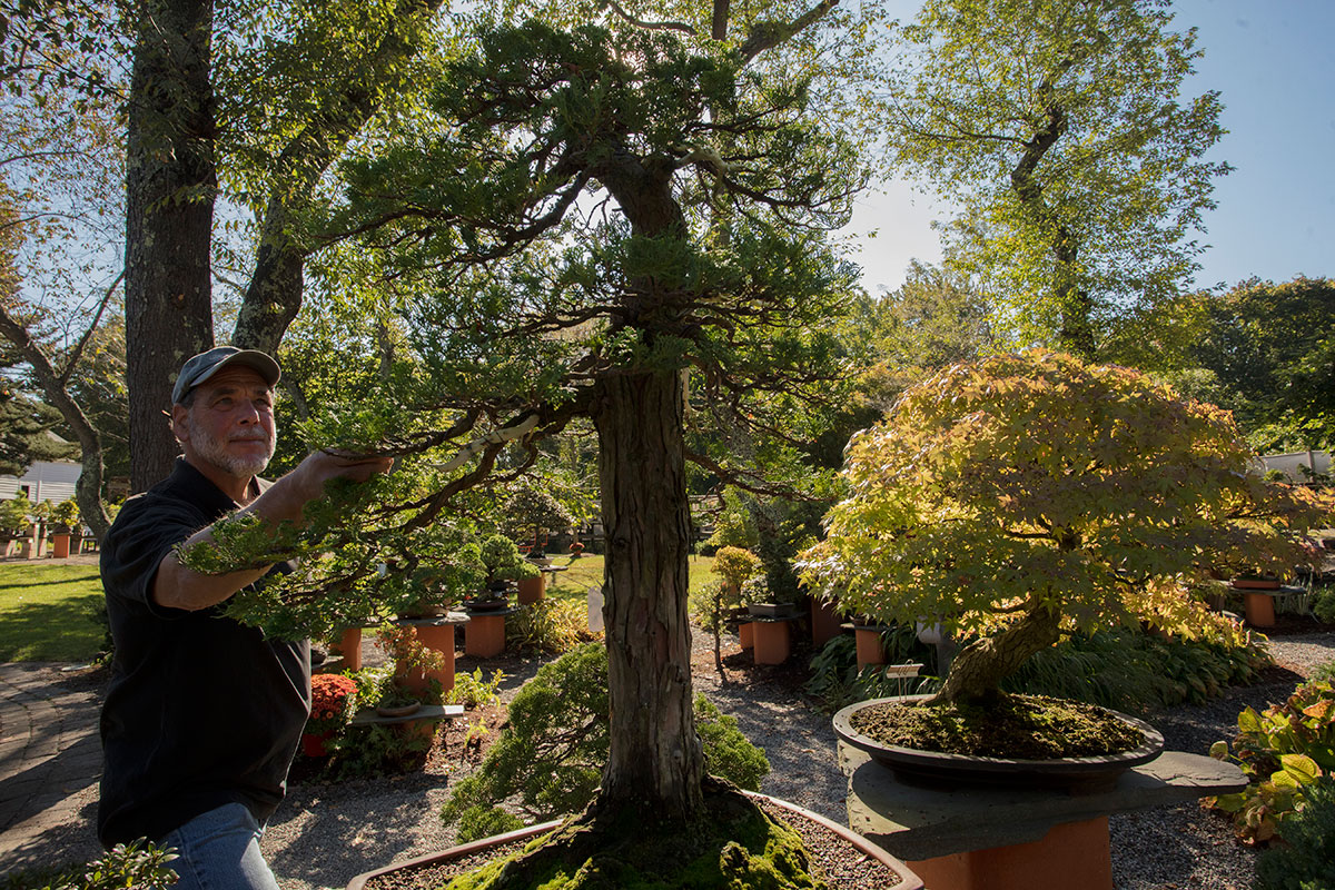 Bonsai West New England's oldest and most beautiful bonsai nursery in