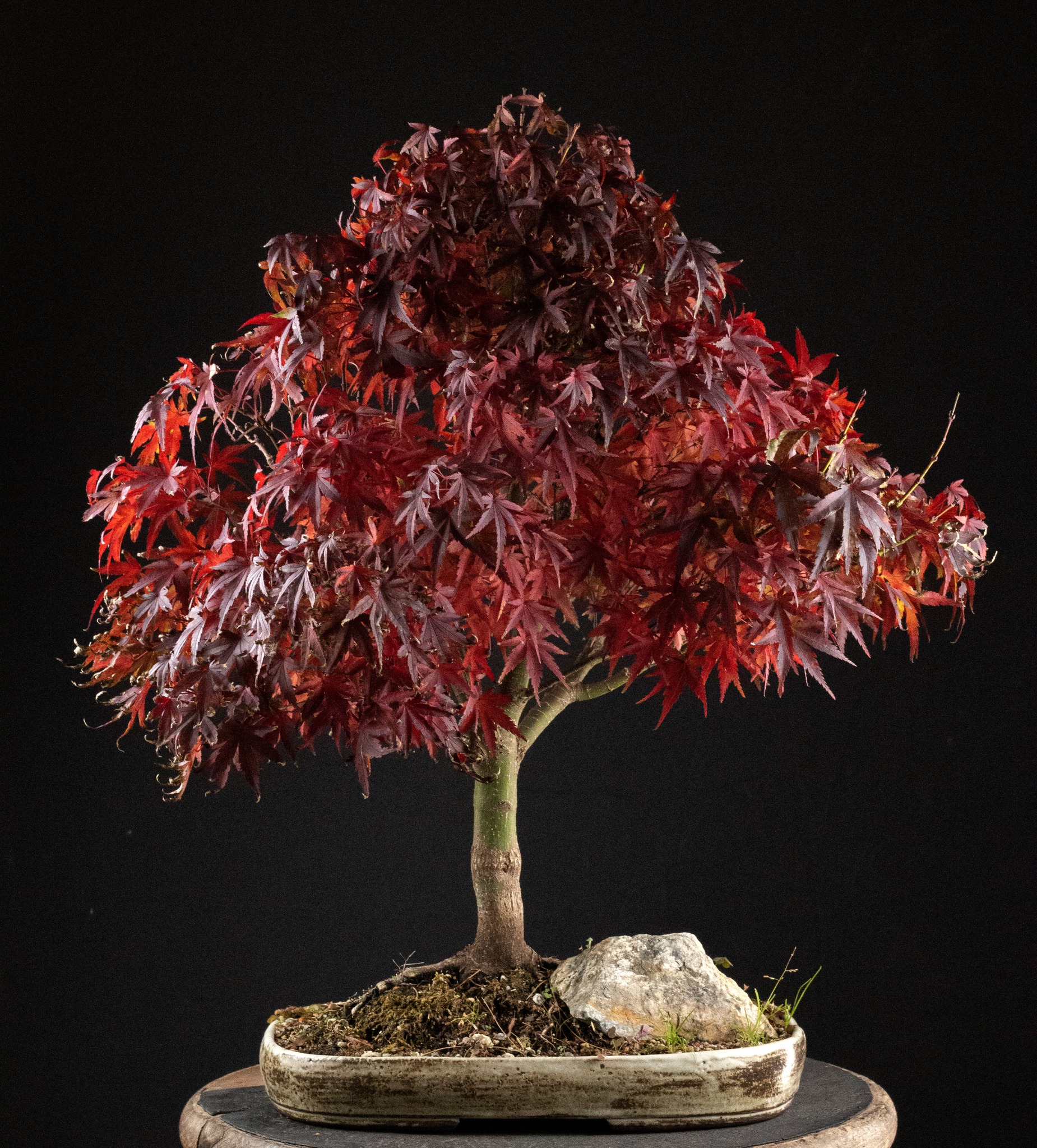 Master Class Sharp's Maple