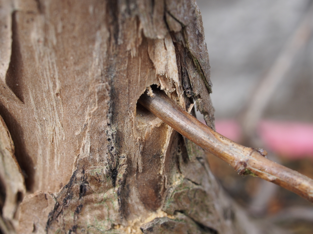 Thread Grafting Honeysuckle Bonsai